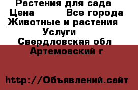 Растения для сада › Цена ­ 200 - Все города Животные и растения » Услуги   . Свердловская обл.,Артемовский г.